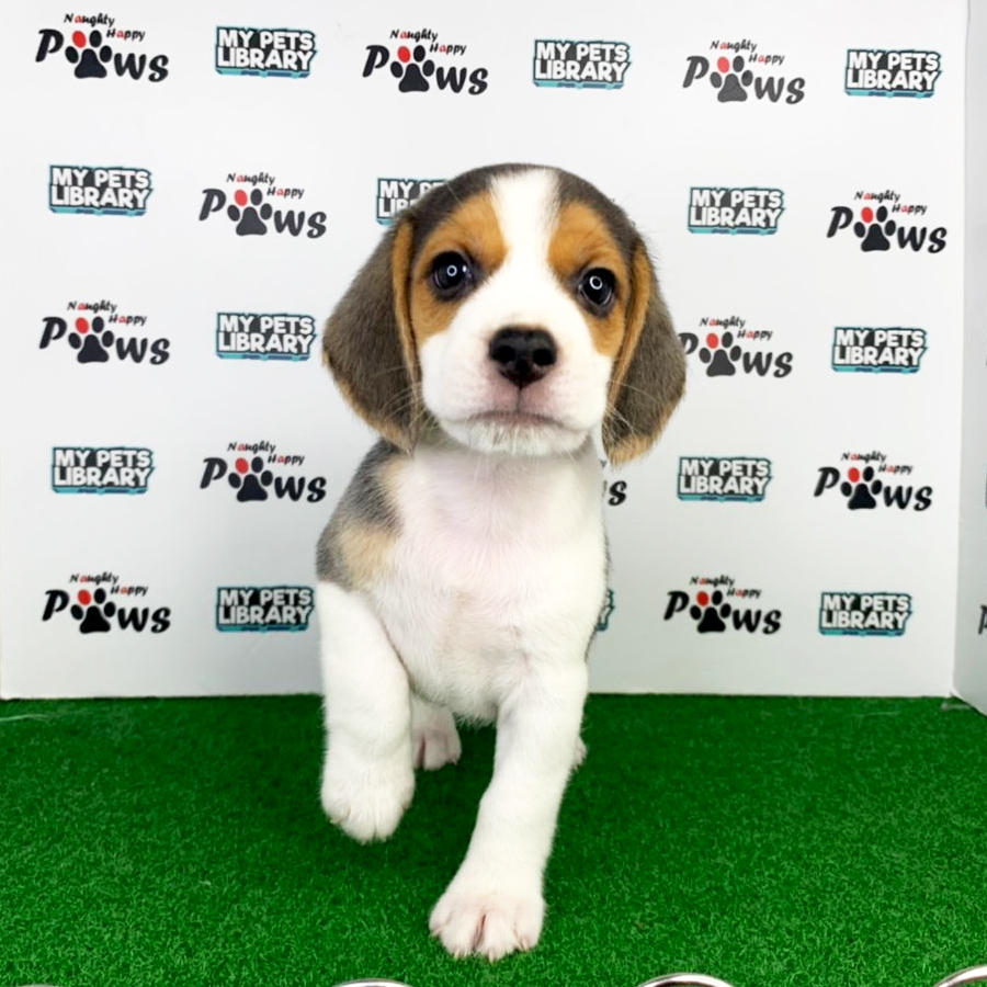 Beagle Puppy (Male) For Sale