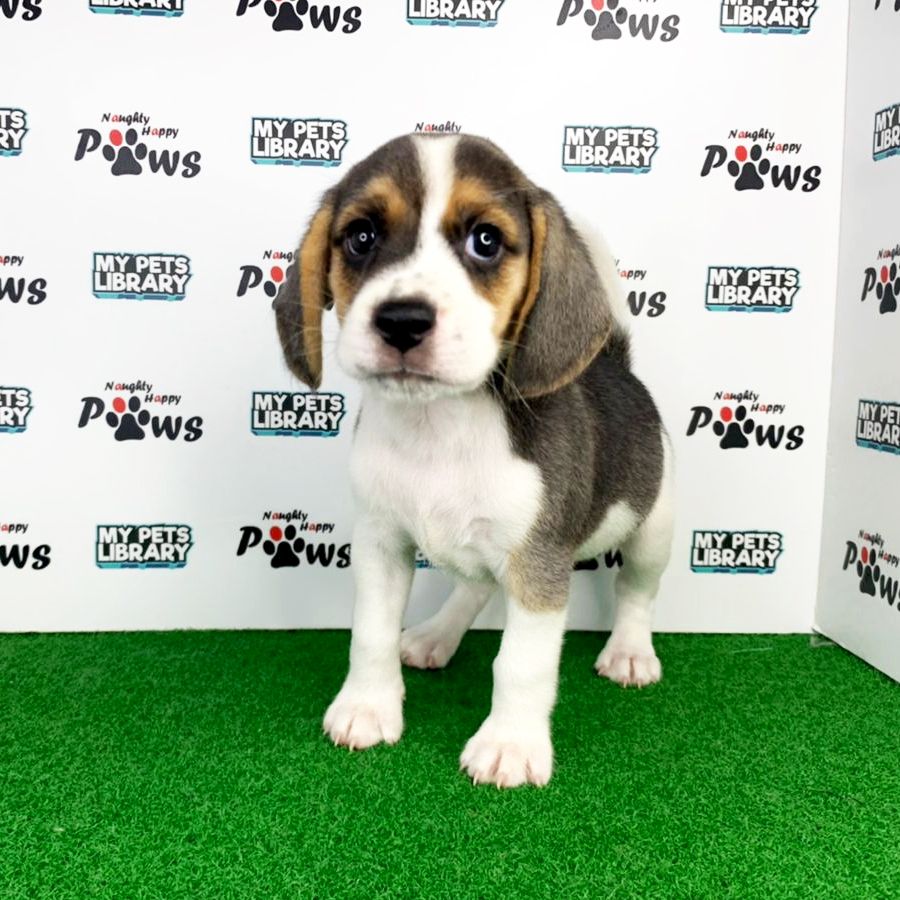 Beagle Puppy (Female) For Sale