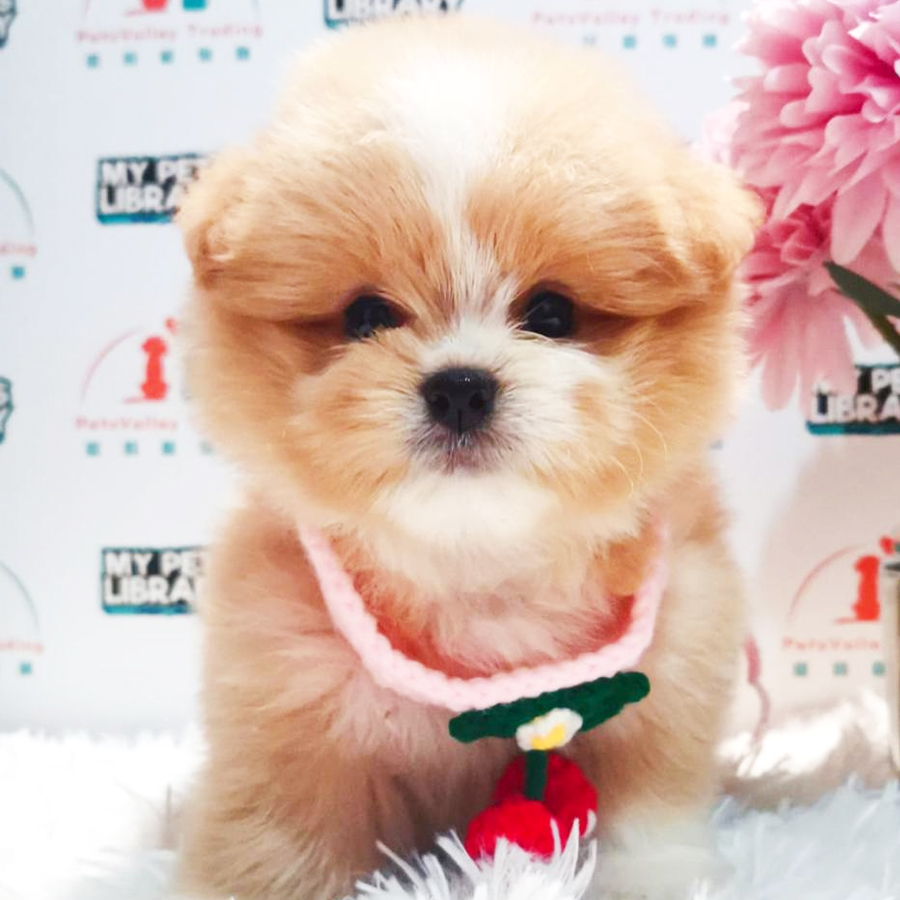Maltipoo Puppy (Female) For Sale