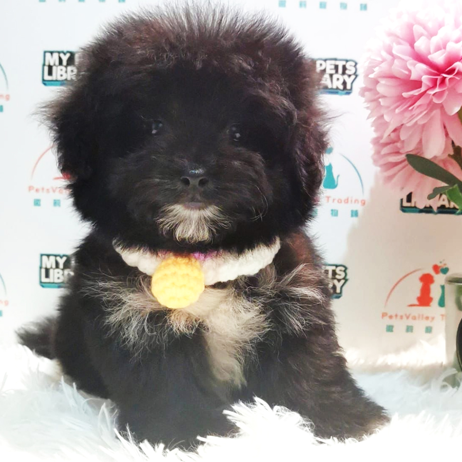 Maltipoo Puppy (Female) For Sale