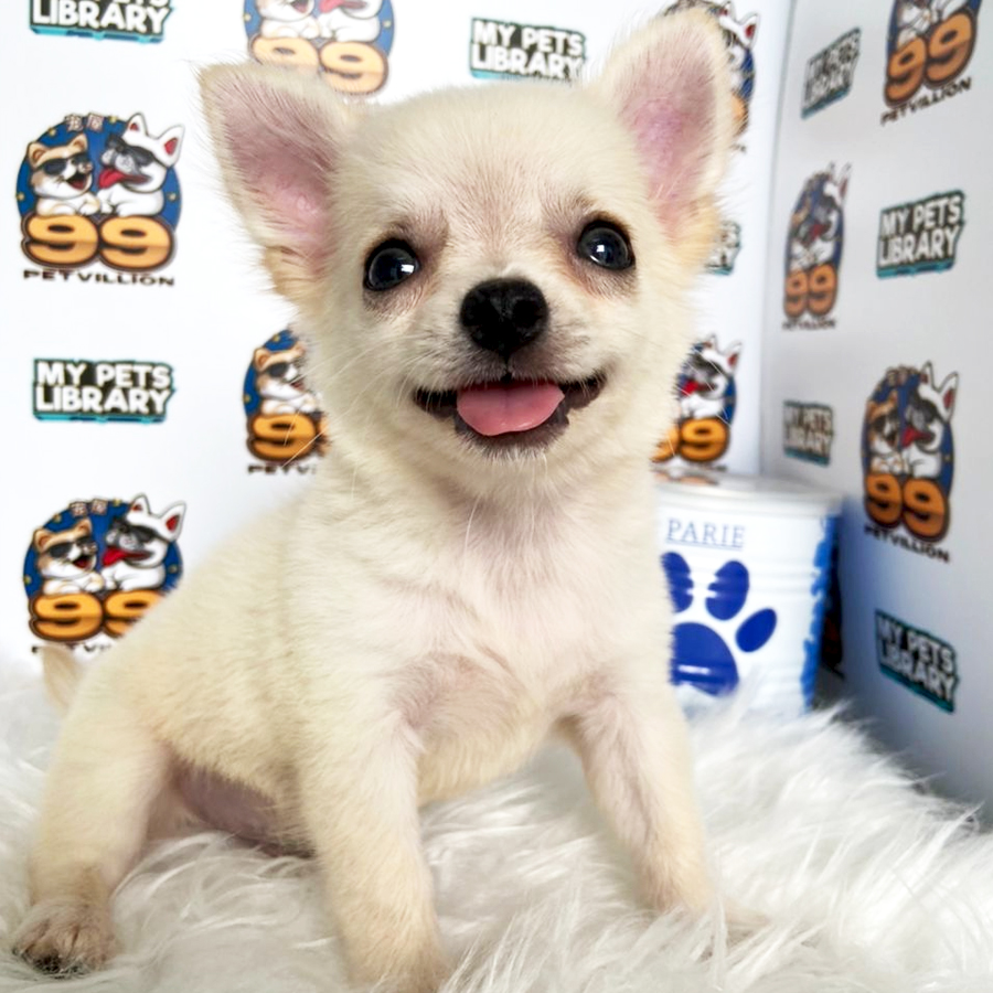 Long Coat Chihuahua Puppy (Male) For Sale
