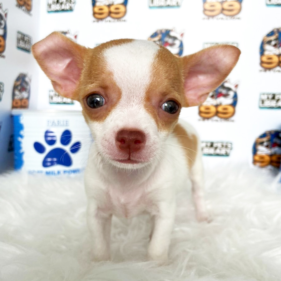 Short Coat Chihuahua Puppy (Female) For Sale