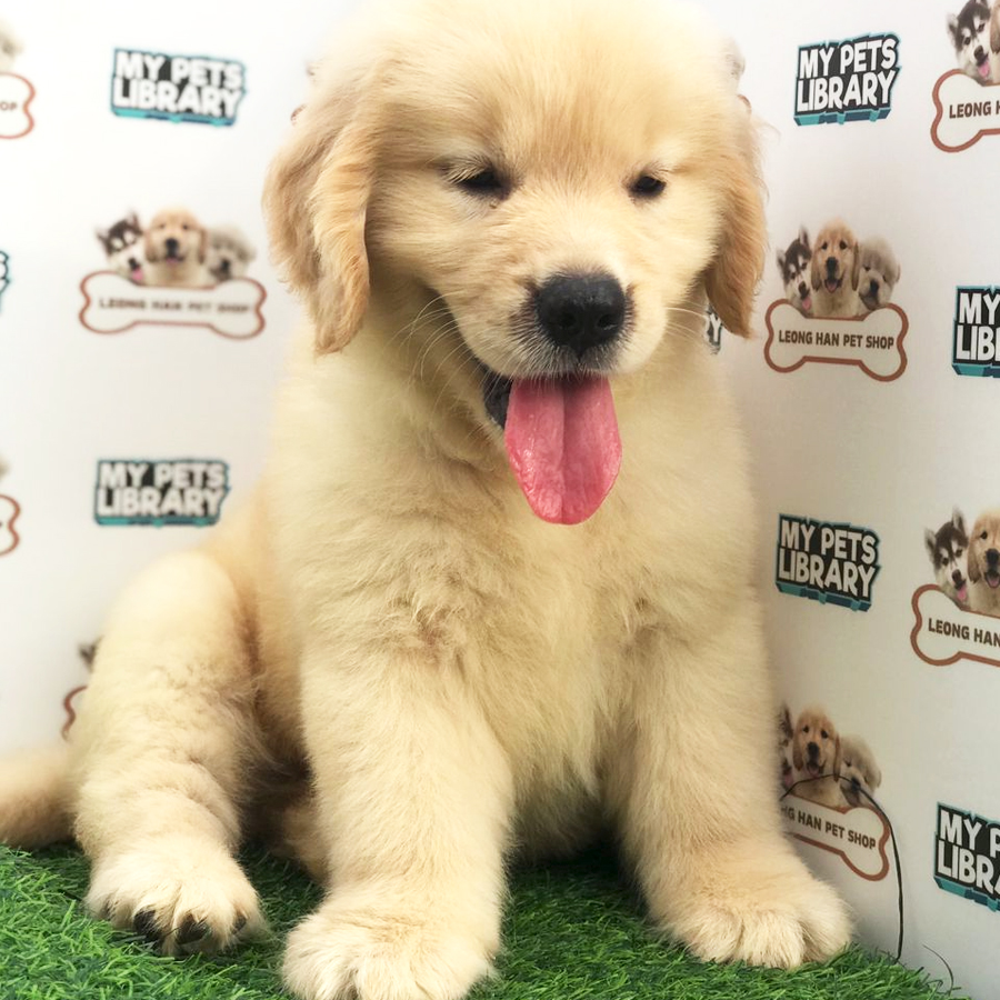 Golden Retriever Puppy (Male) For Sale