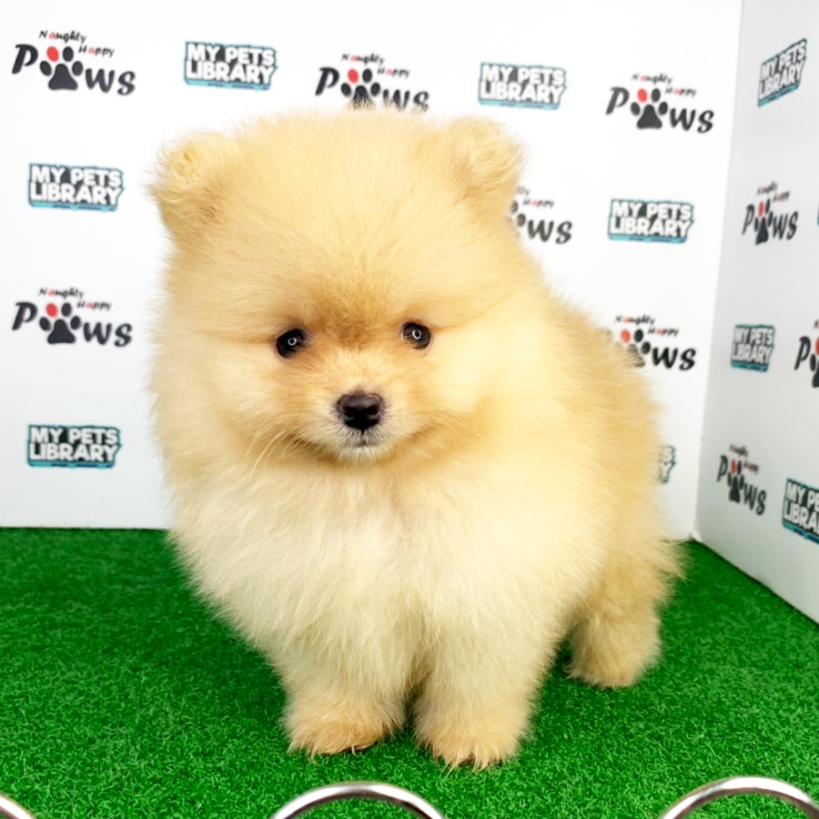 Pomeranian Puppy (Male) For Sale