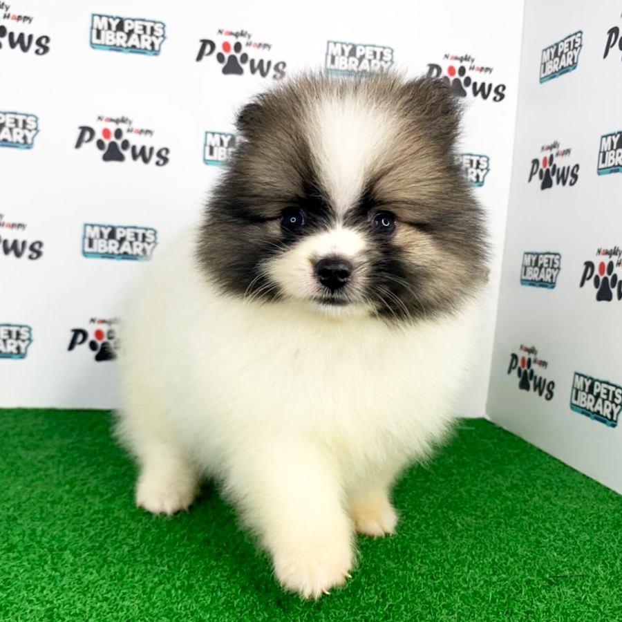 Pomeranian Puppy (Male) For Sale