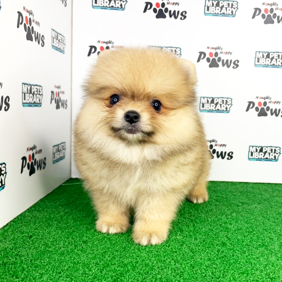 Pomeranian Puppy (Male) For Sale