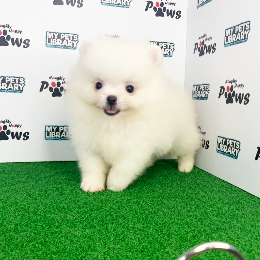 Pomeranian Puppy (Male) For Sale