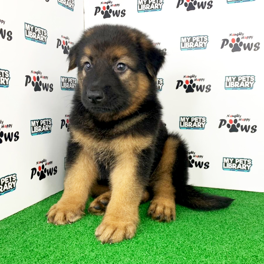 German Shepherd Puppy (Male) For Sale