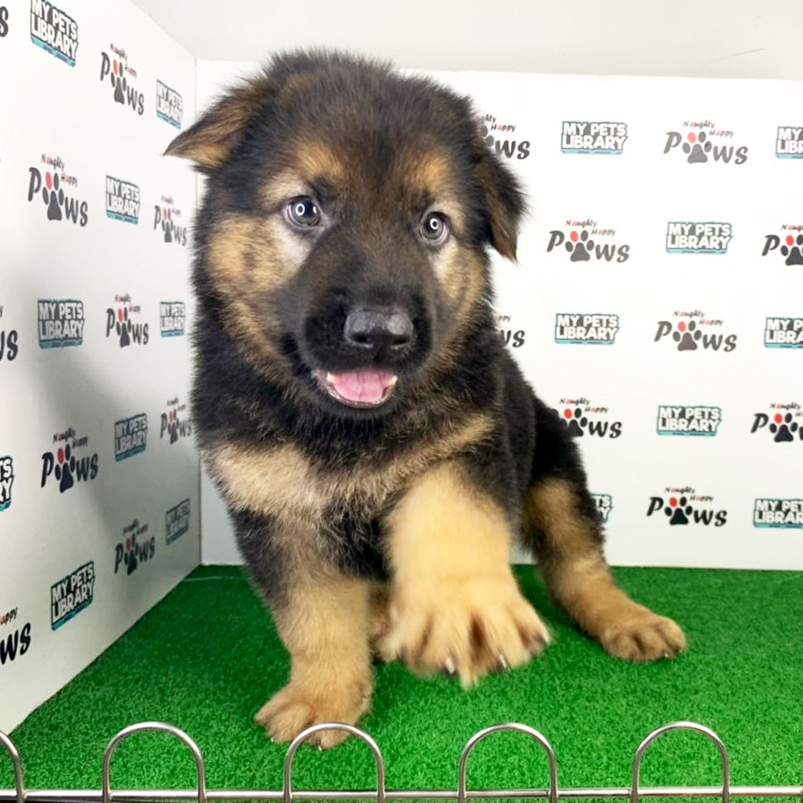 German Shepherd Puppy (Male) For Sale