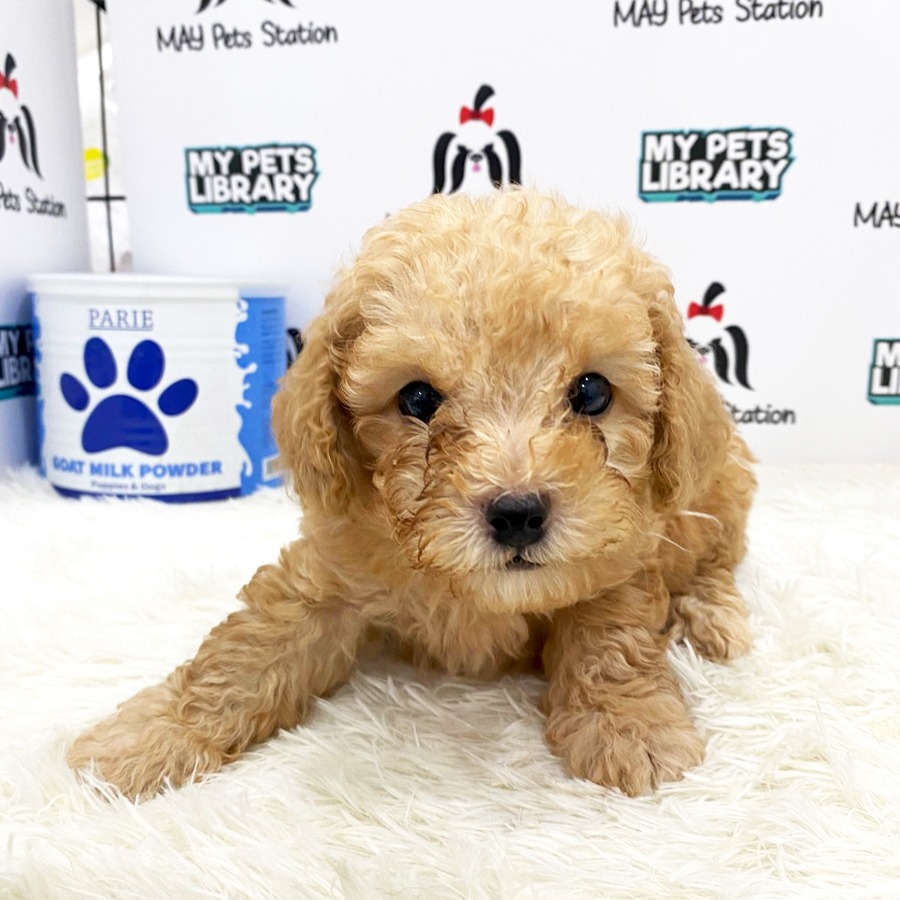 Toy Poodle Puppy (Male) For Sale