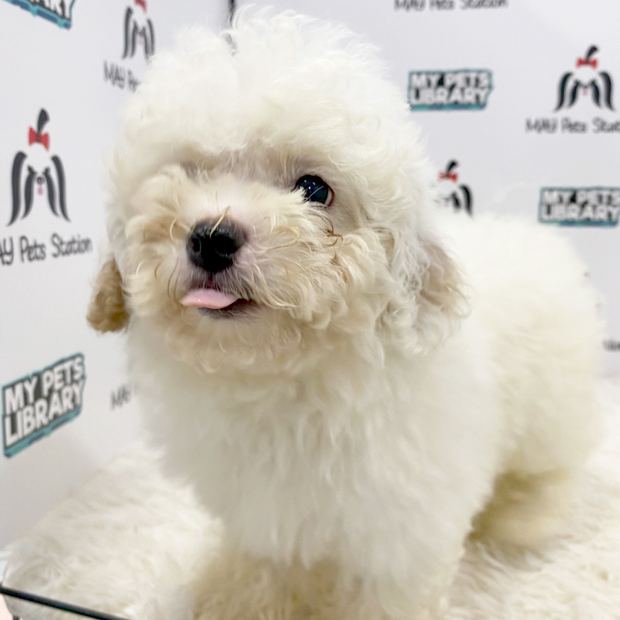 Toy Poodle Puppy (Male) For Sale