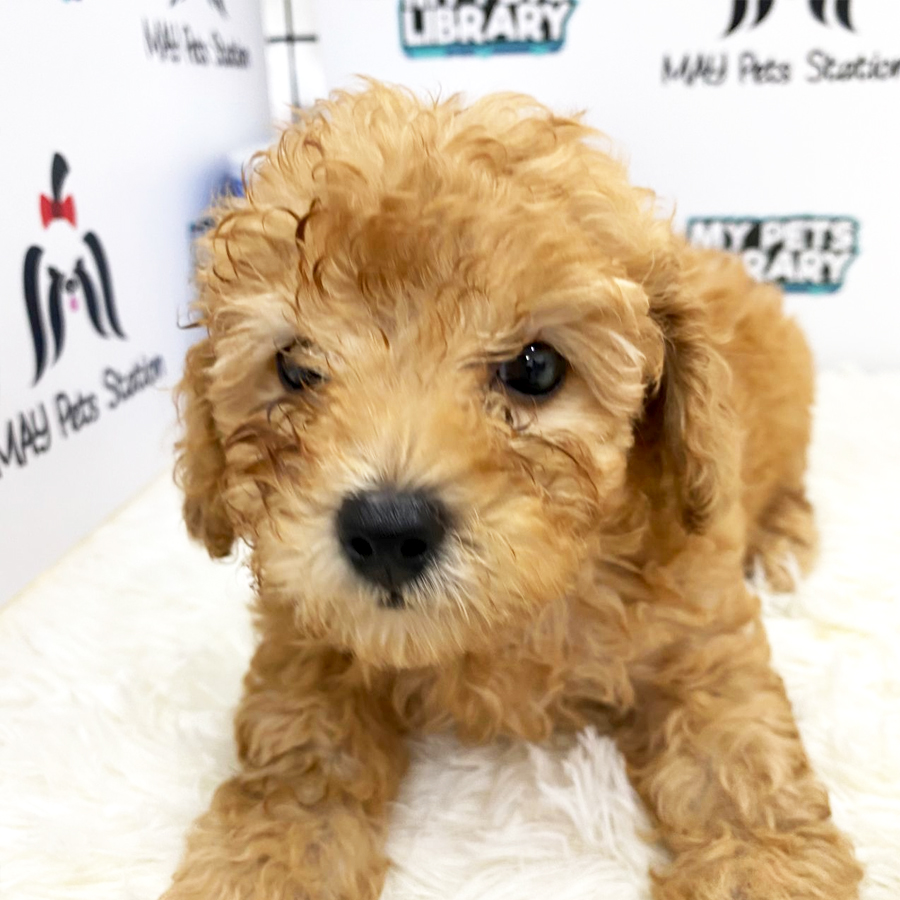 Toy Poodle Puppy (Female) For Sale