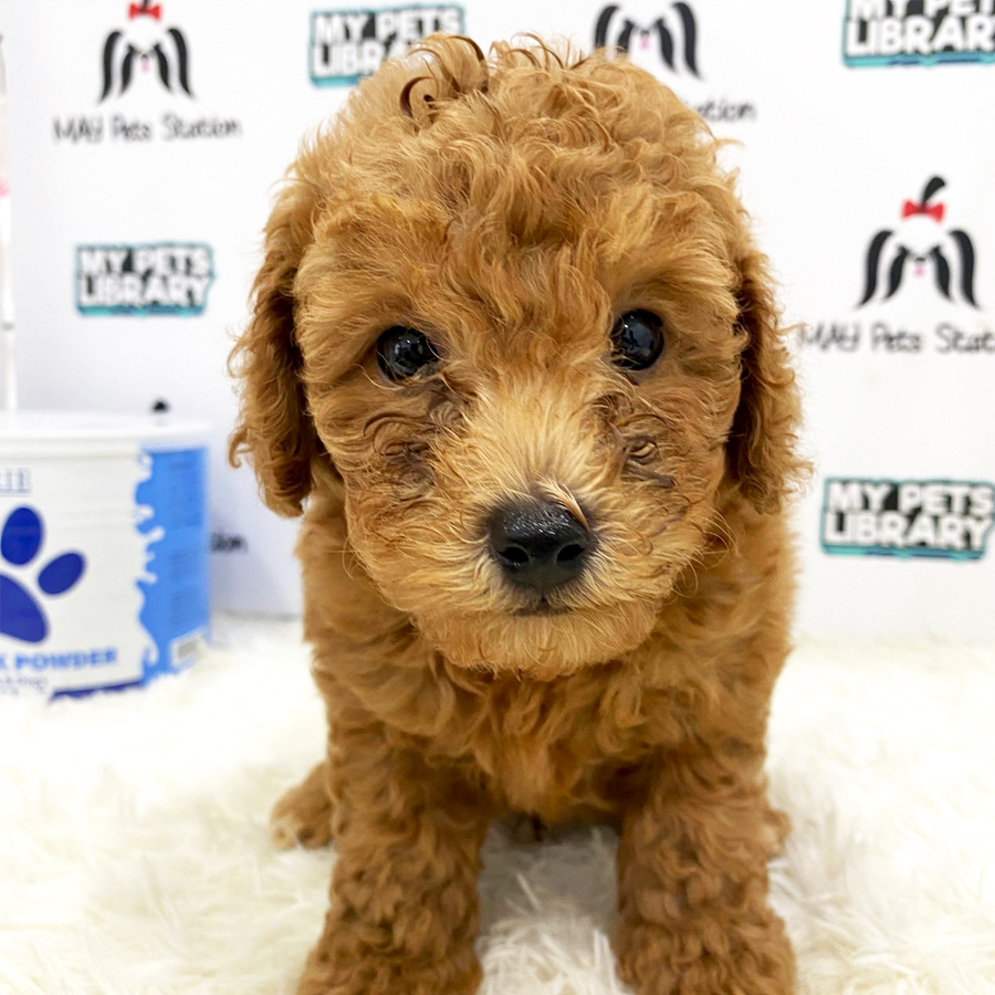 Toy Poodle Puppy (Male) For Sale