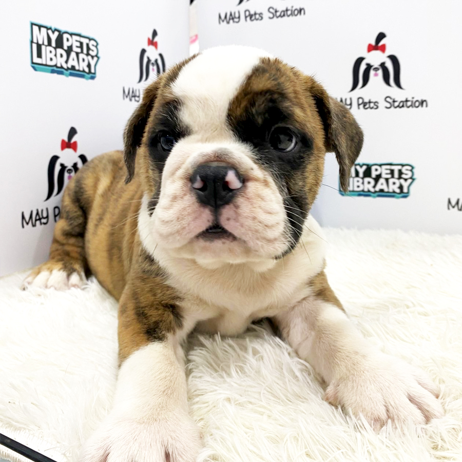 English Bulldog Puppy (Female) For Sale