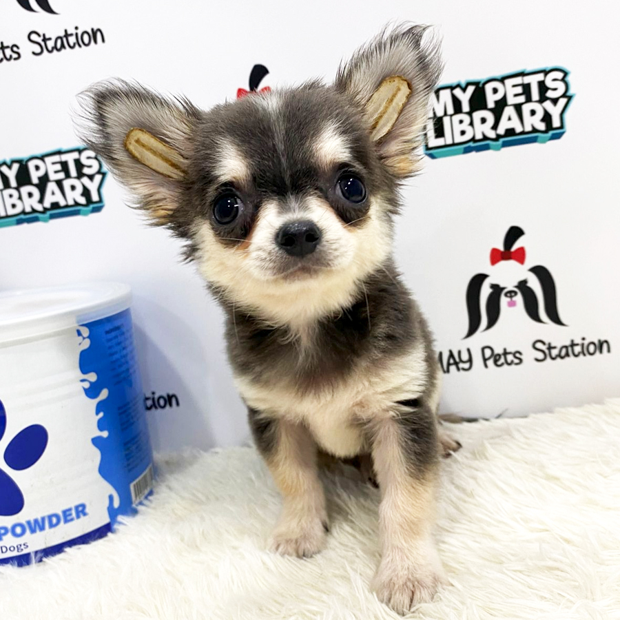 Tiny Chihuahua Puppy (Male) For Sale