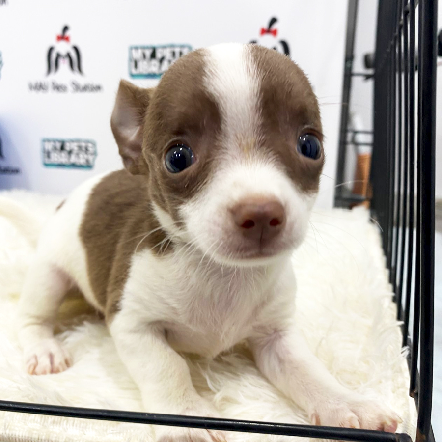 Chihuahua Puppy (Male) For Sale