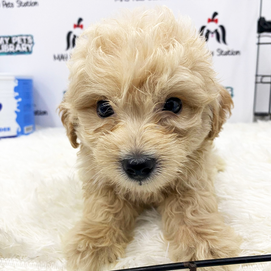 Maltipoo Puppy (Male) For Sale