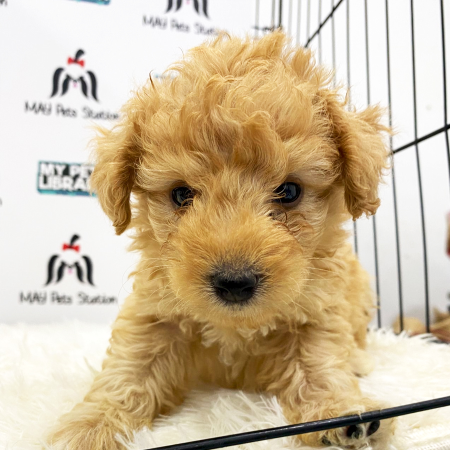 Maltipoo Puppy (Male) For Sale