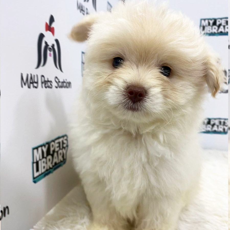 Pomapoo Puppy (Male) For Sale