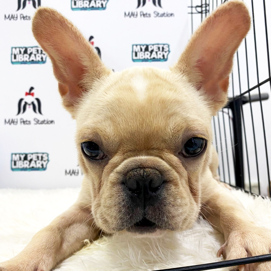 French Bulldog Puppy (Male) For Sale