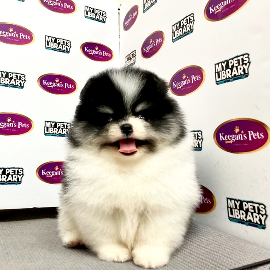 MKA Pomeranaian Puppy (Male) For Sale