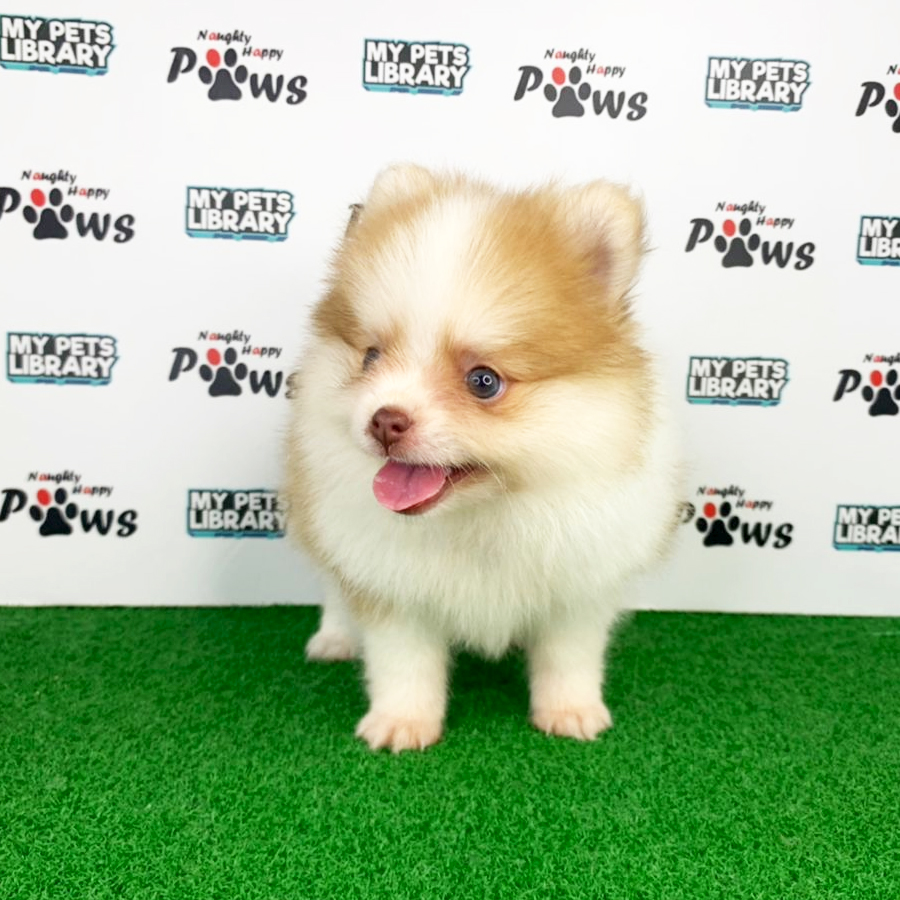 Pomeranian Puppy (Male) For Sale