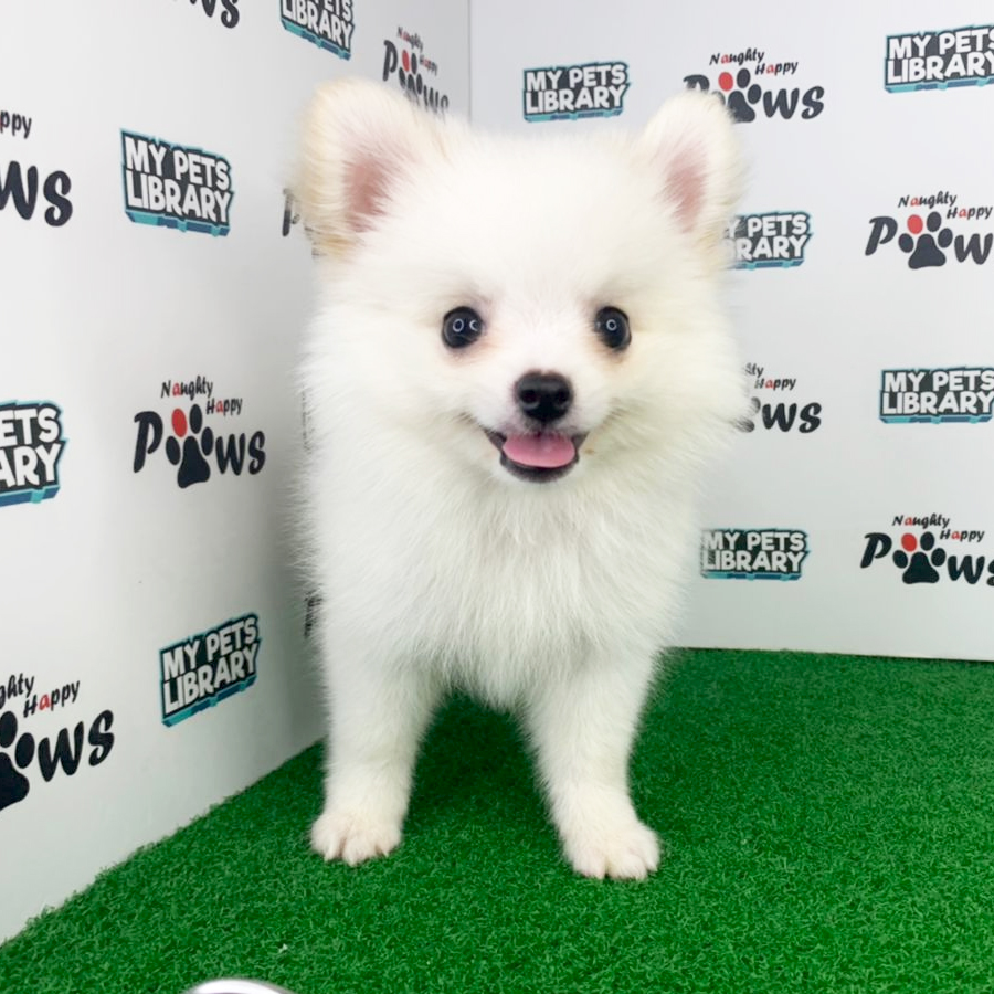 Pomeranian Puppy (Male) For Sale