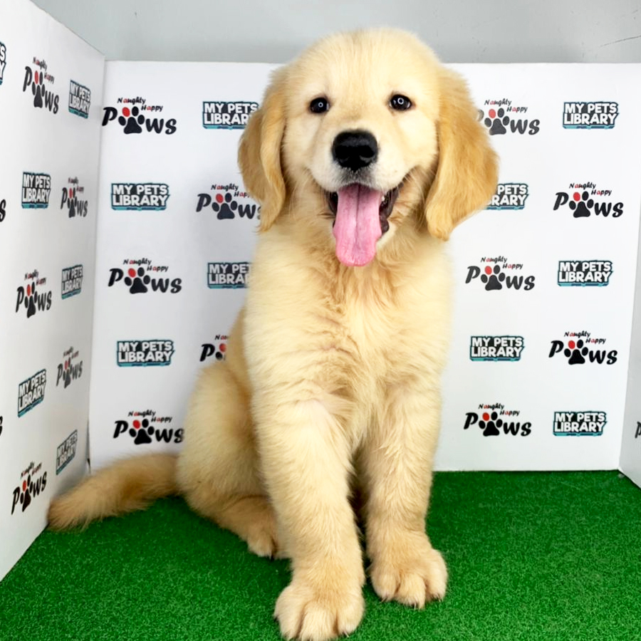 Golden Retriever Puppy (Male) For Sale