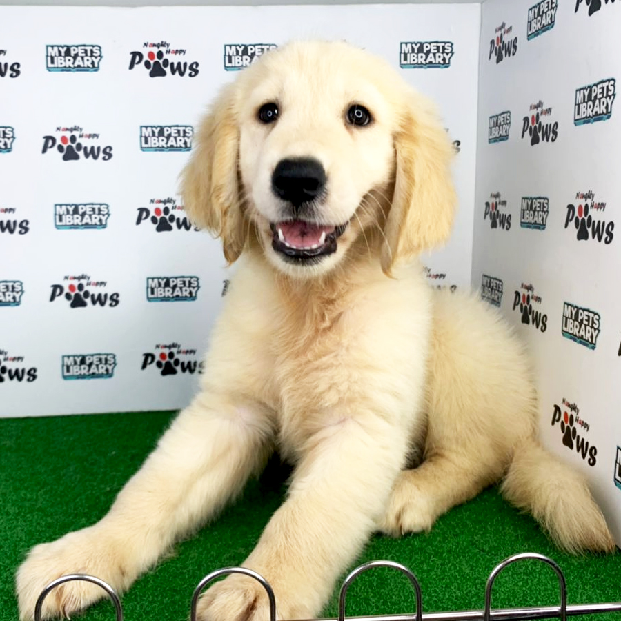 Golden Retriever Puppy (Male) For Sale