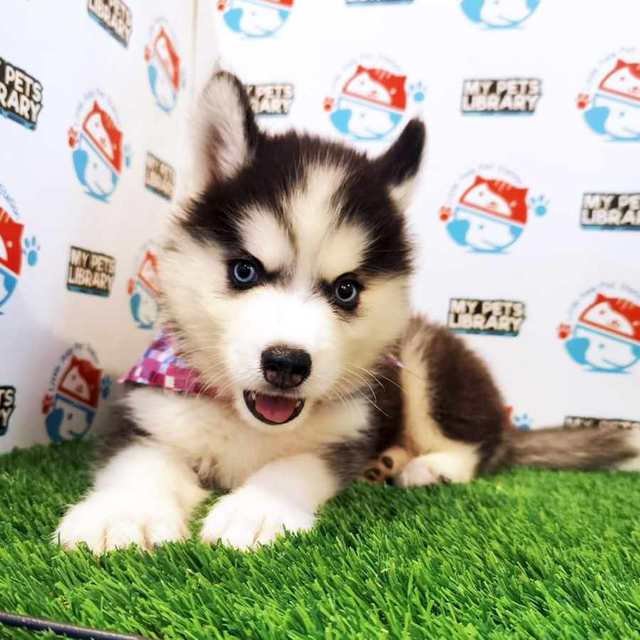 Wooly Husky Puppy (Female) For Sale