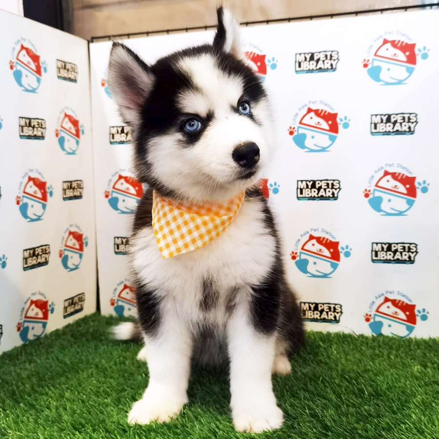 Wooly Husky Puppy (Female) For Sale