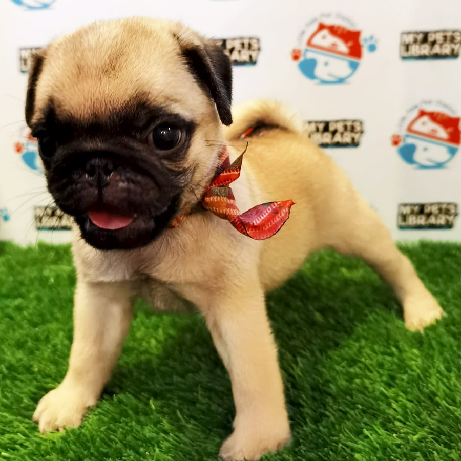 Pug Puppy (Male) For Sale