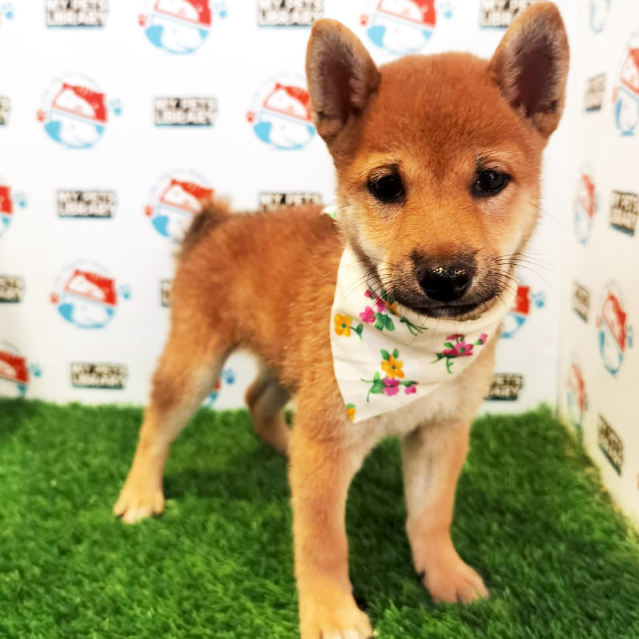 Shiba Inu Puppy (Female) For Sale