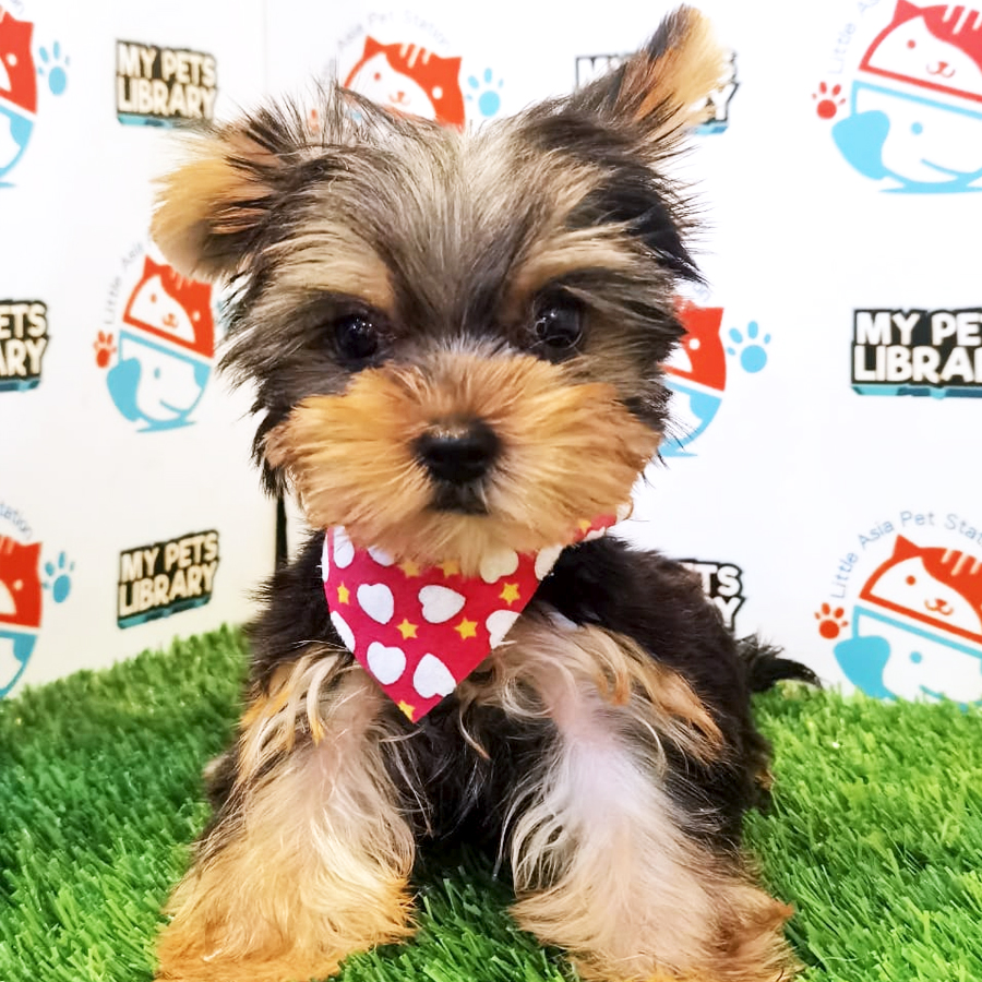 Yorkshire Terrier Puppy (Female) For Sale