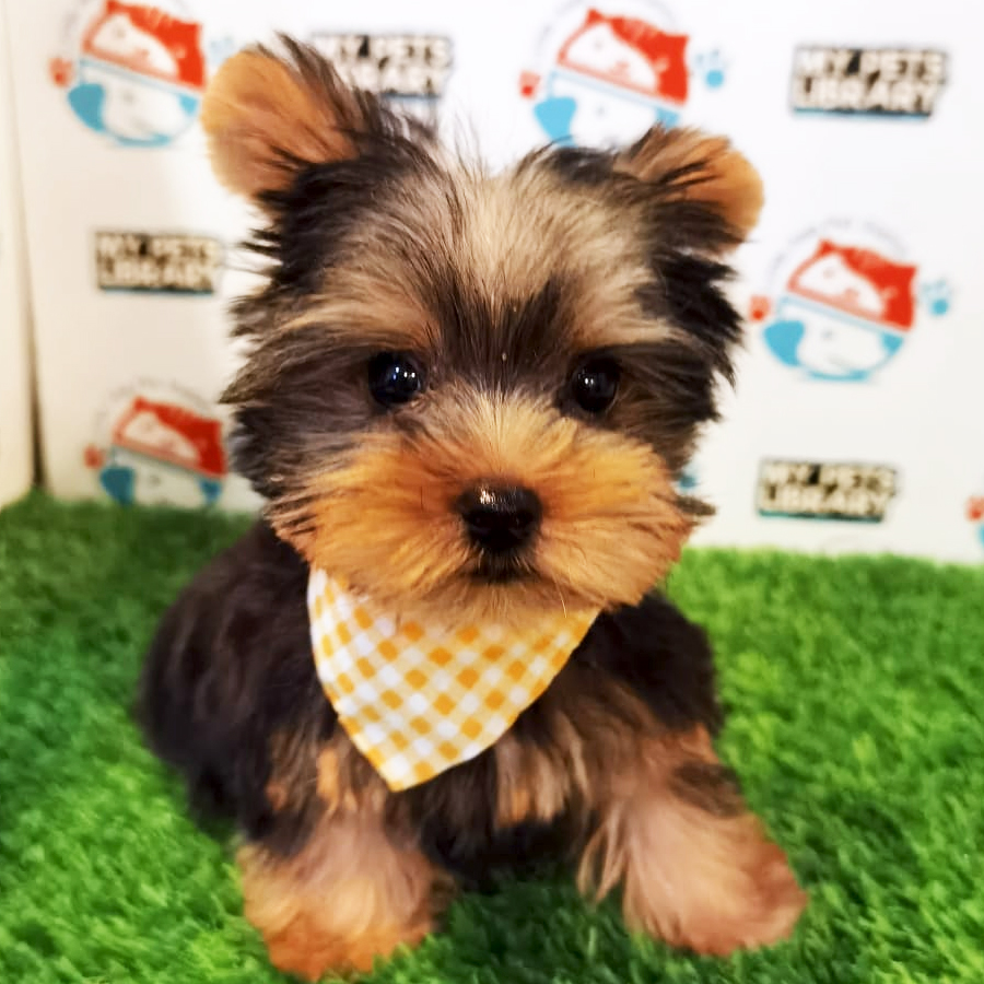 Yorkshire Terrier Puppy (Male) For Sale
