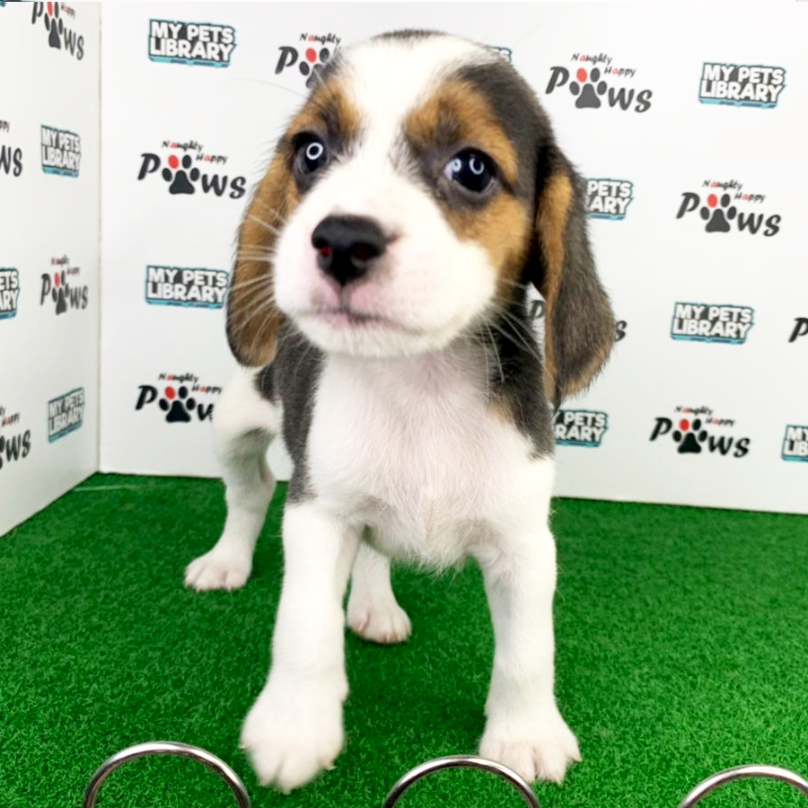 Beagle Puppy (Male) For Sale