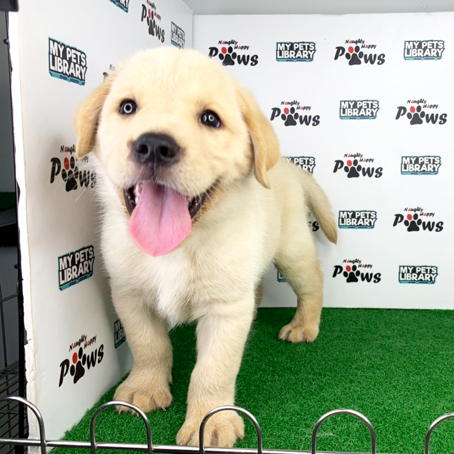 Labrador Retriever Puppy (Male) For Sale