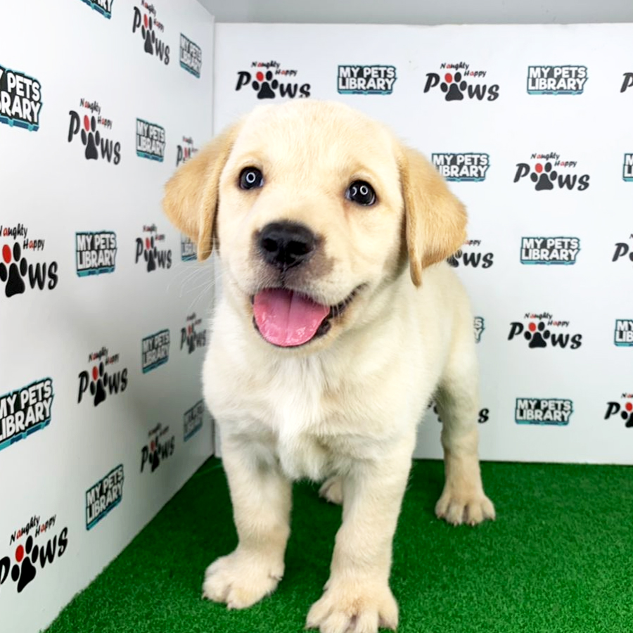 Labrador Puppy (Female) For Sale