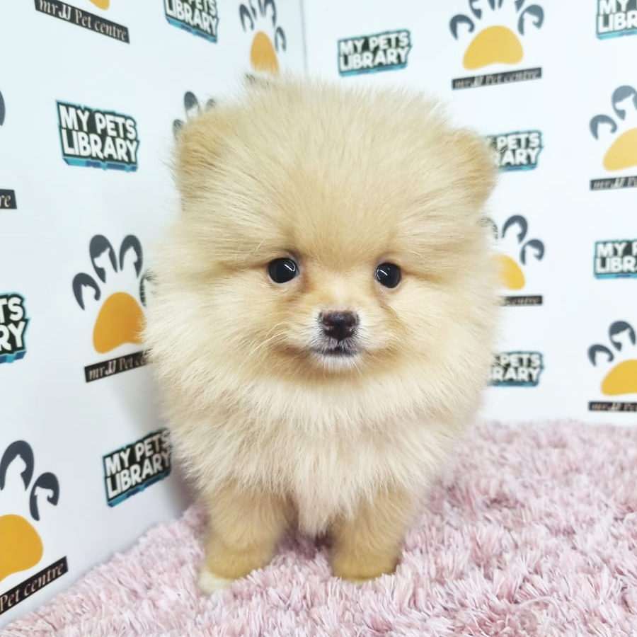 Pomeranian Puppy (Female) For Sale