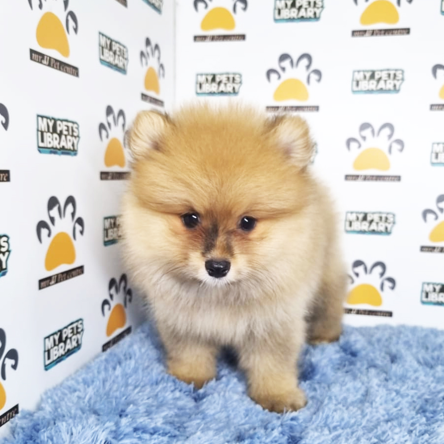 Pomeranian Puppy (Male) For Sale