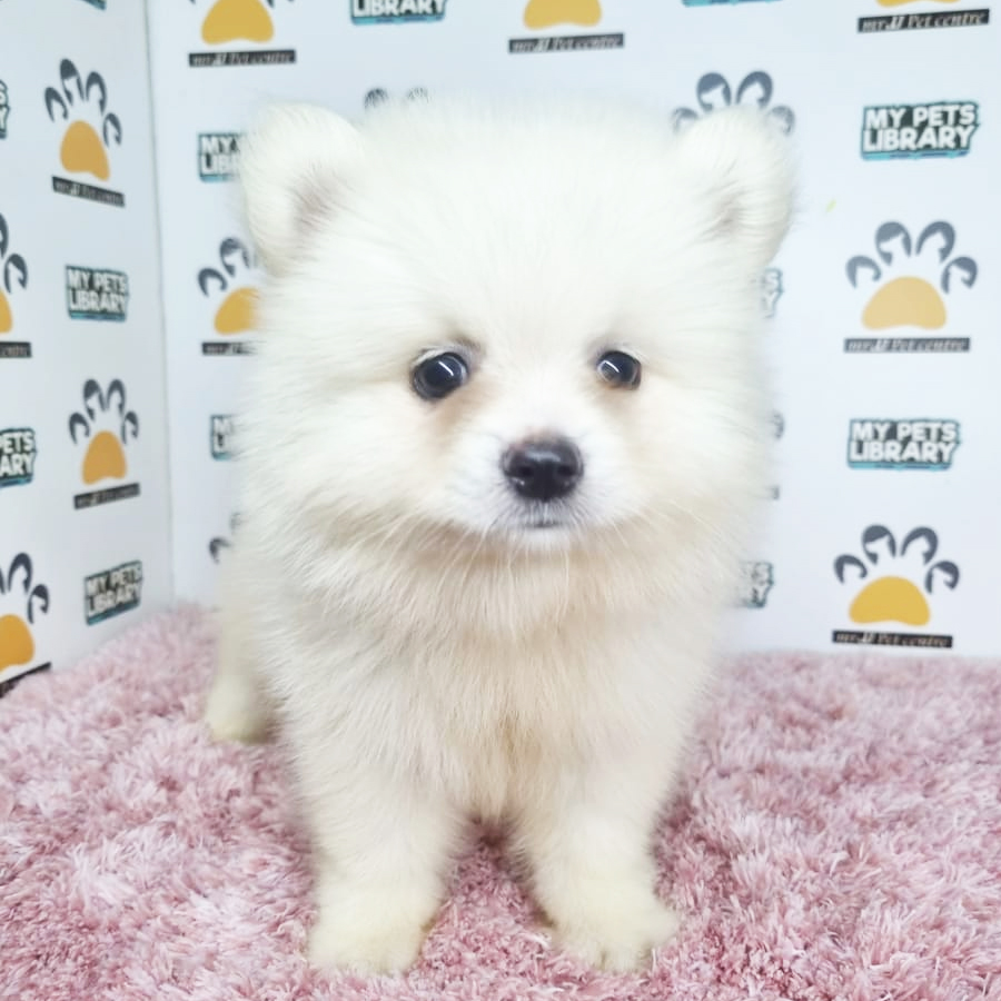 Pomeranian Puppy (Female) For Sale
