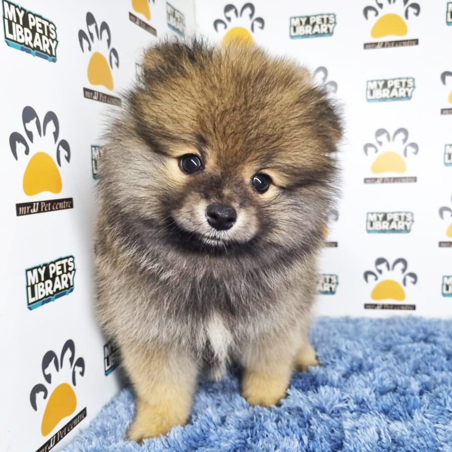 Pomeranian Puppy (Male) For Sale