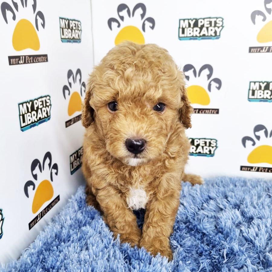 Toy Poodle Puppy (Male) For Sale