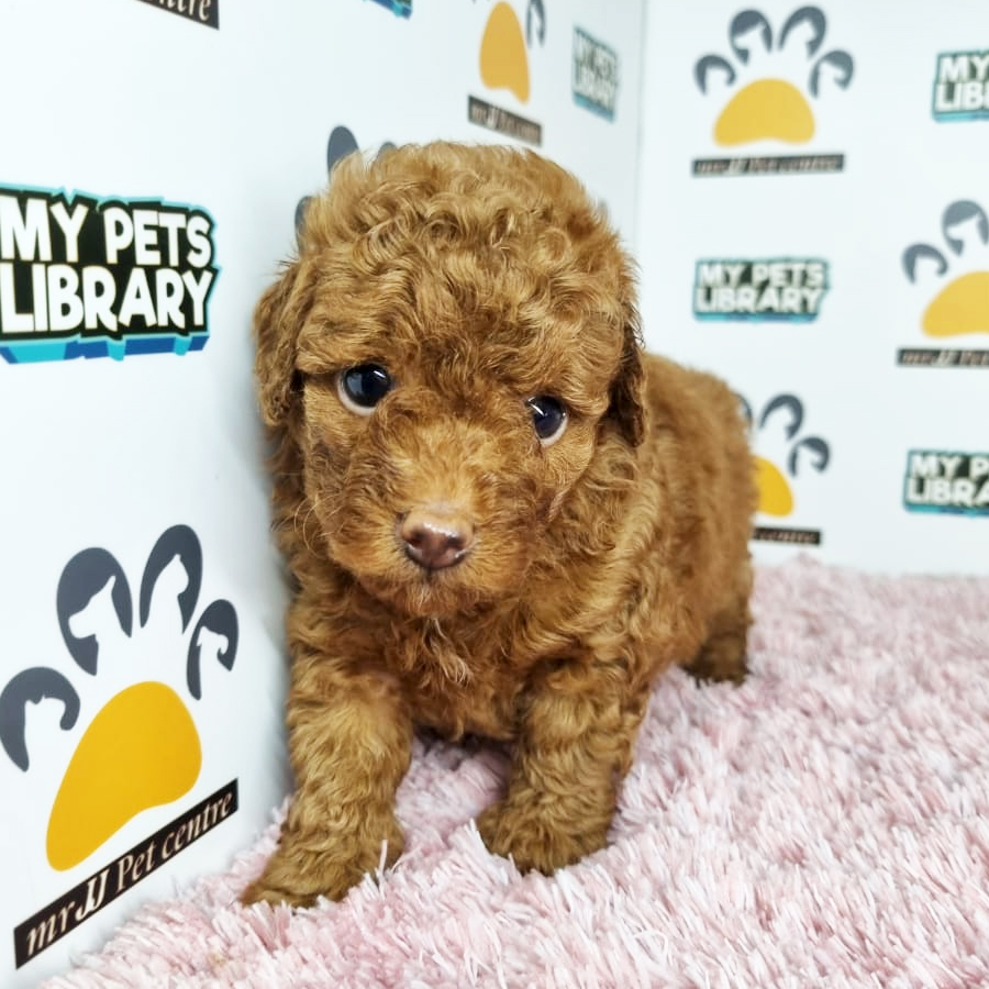 Toy Poodle Puppy (Female) For Sale