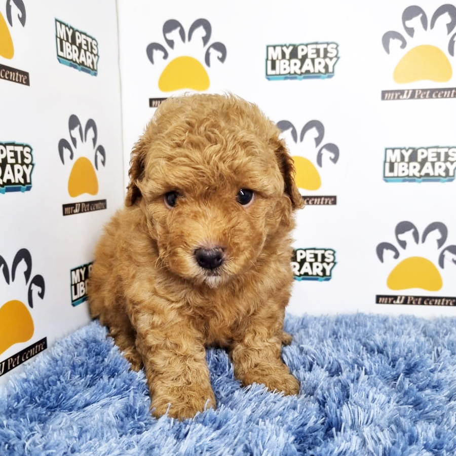 Toy Poodle Puppy (Male) For Sale