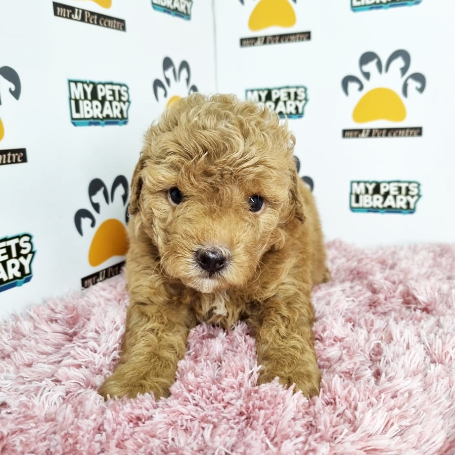 Toy Poodle Puppy (Female) For Sale