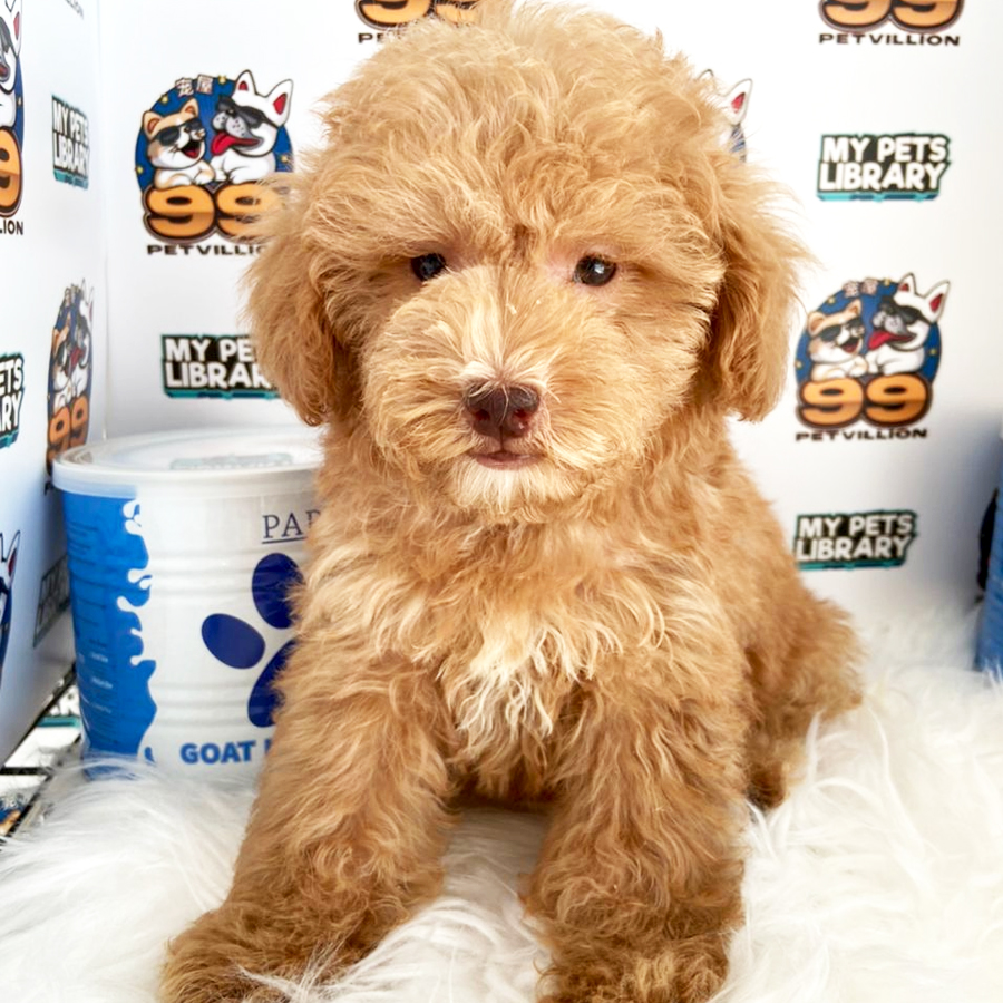 Toy Poodle Puppy (Female) For Sale