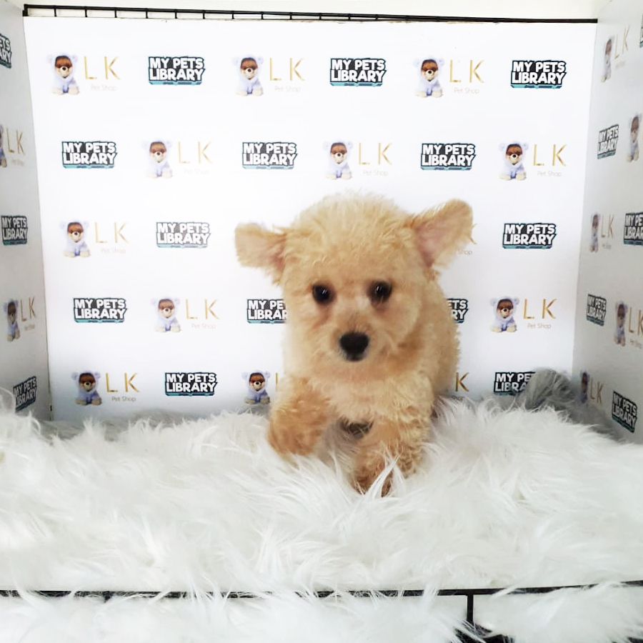 Toy Poodle Puppy (Male) For Sale