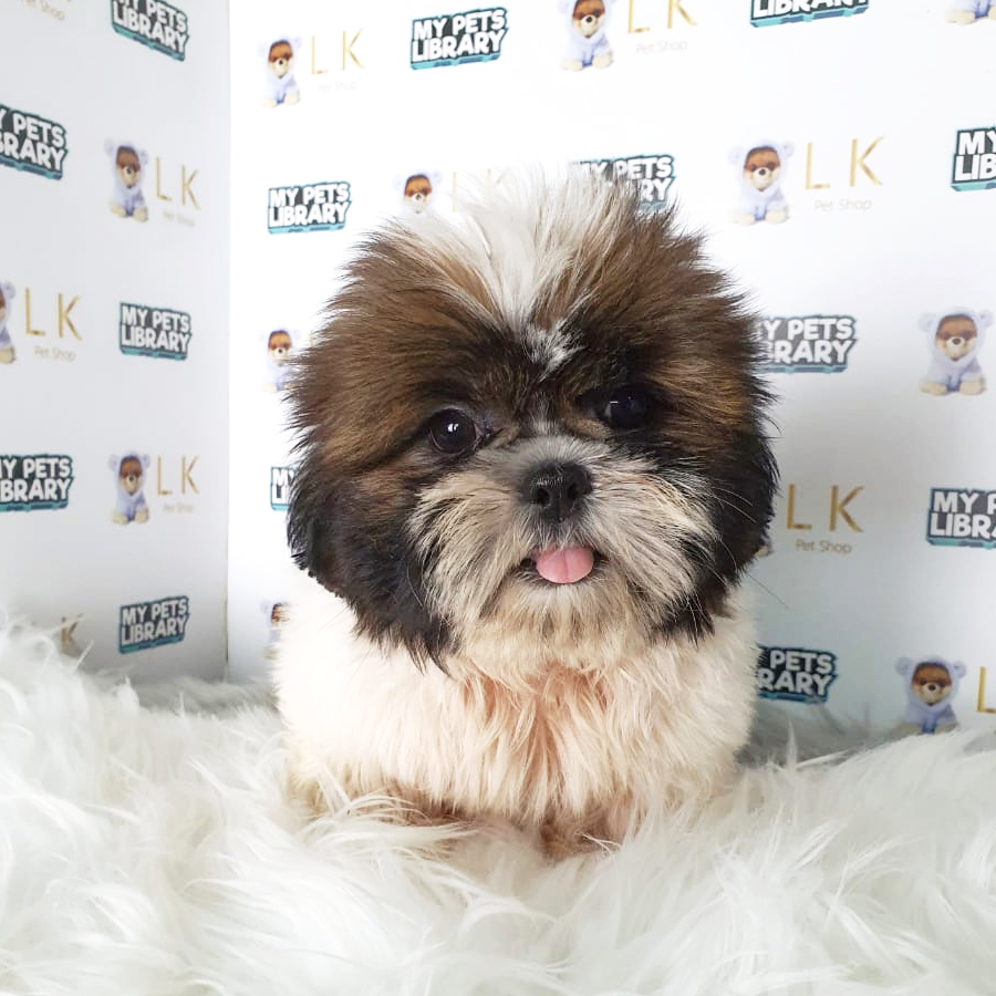Shih Tzu Puppy (Male) For Sale