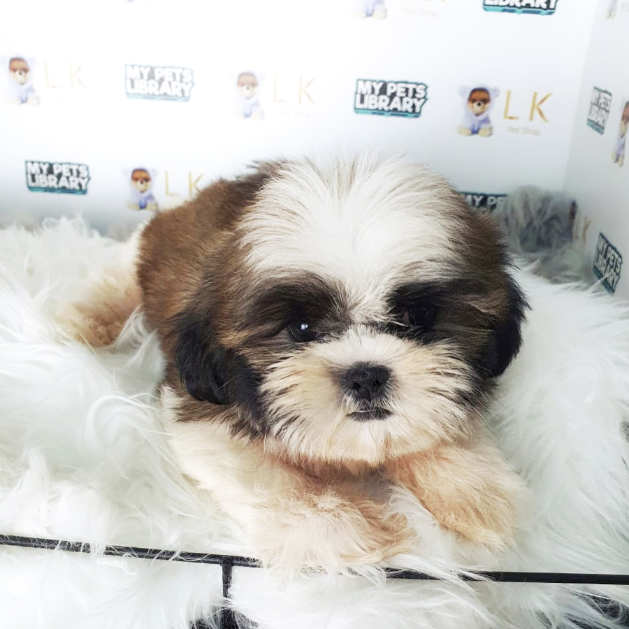 Shih Tzu Puppy (Female) For Sale